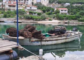VIDEO Nezapamćen pomor hercegovačkih mušula, kamenice nikad bolje