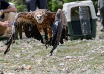 Veliki napredak u očuvanju bjeloglavih supova