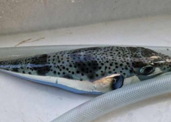 NI SLUČAJNO KONZUMIRATI, ČAK NI TRLJATI OČI AKO STE JE DIRALI! Ulovili najotrovniju ribu na svijetu i pitaju "Kakva je za jesti?"