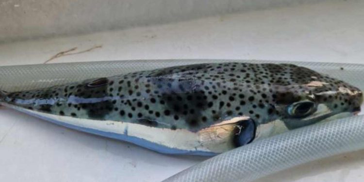 NI SLUČAJNO KONZUMIRATI, ČAK NI TRLJATI OČI AKO STE JE DIRALI! Ulovili najotrovniju ribu na svijetu i pitaju "Kakva je za jesti?"