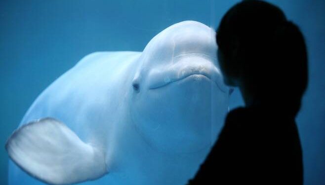 ‘Na ruskog špijuna Hvladimira je izvršen atentat’, tvrde aktivisti za preminulog kita