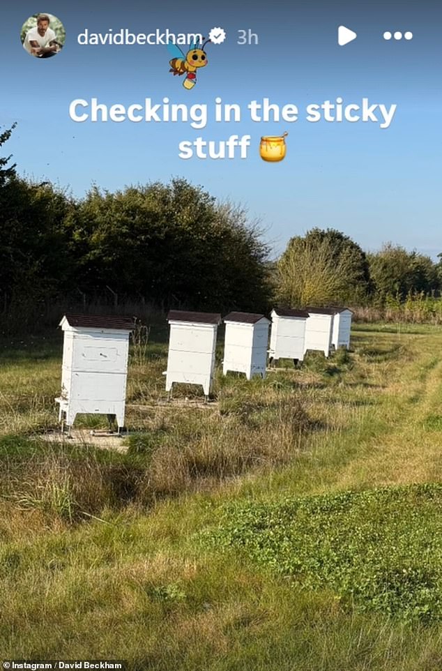 A Davidove dužnosti nisu ograničene samo na kokoši, jer otac četvero djece također brine o roju pčela u svojoj farmi u Cotswoldsu