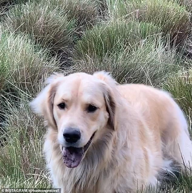 Tijekom te četiri godine otkako je posvojila Reggie, prelijepa zlatna psica postala je zvijezda njezinog Instagram feeda, pomogavši joj da dosegne brojku od 2,5 milijuna na Instagramu