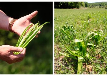 Ako mislite da prepoznajete ovu biljku, vjerojatno se varate: Može uzrokovati zatajenje srca i smrt