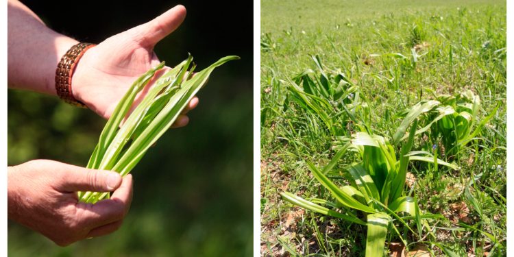 Ako mislite da prepoznajete ovu biljku, vjerojatno se varate: Može uzrokovati zatajenje srca i smrt