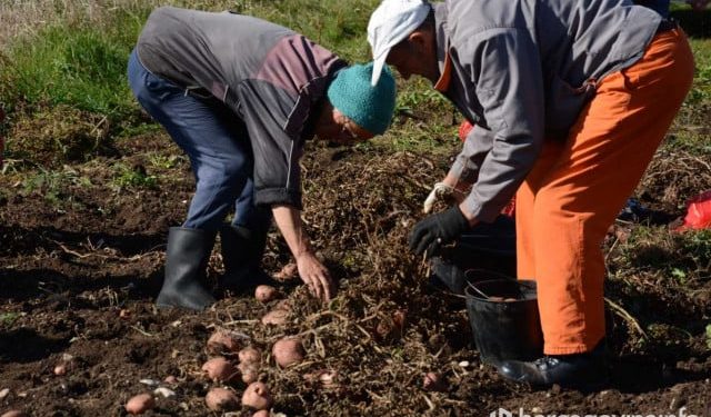 EKSTREMNE TEMPERATURE U BiH Krumpir skuhan u zemlji zbog vrućina