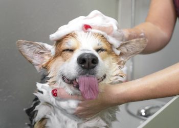 Fortune tvrdi da je Polymarket ‘prepun’ trgovanja pranjem