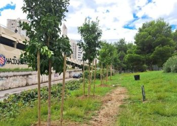 GRAD SE POHVALIO Na splitskim Pujankama posađene gorke naranče, japanske trešnje…