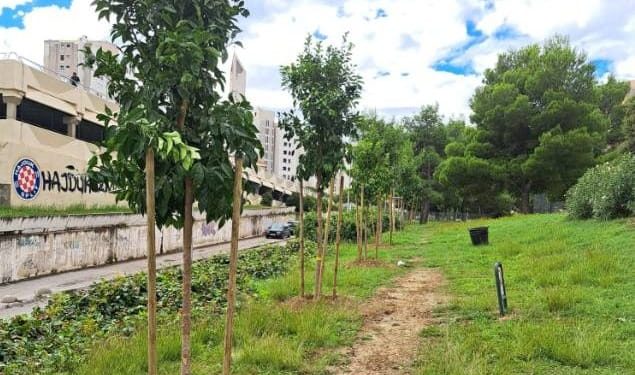 GRAD SE POHVALIO Na splitskim Pujankama posađene gorke naranče, japanske trešnje…