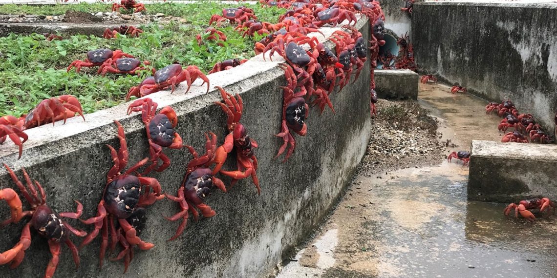 Kako možete vidjeti godišnju migraciju crvenog raka u Nacionalnom parku Božićni otok