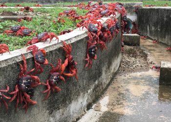 Kako možete vidjeti godišnju migraciju crvenog raka u Nacionalnom parku Božićni otok