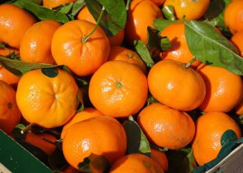 Na policama se pojavile ‘Neretvanske mandarine iz Egipta’: Evo o čemu je riječ