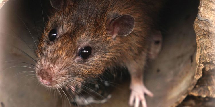 New York planira staviti štakore na kontrolu rađanja — RT World News