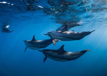 Uprava ribarstva objavila obrazac za prijavu štete od dupina ribarima