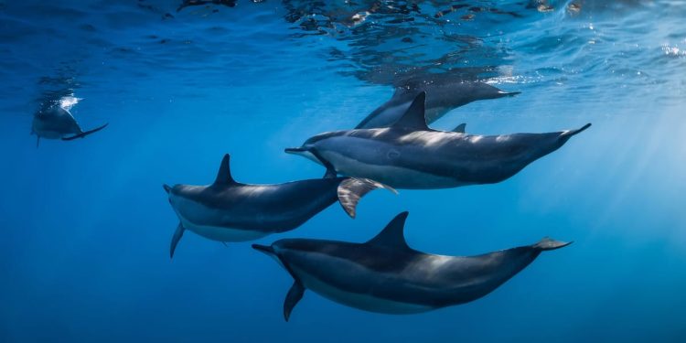 Uprava ribarstva objavila obrazac za prijavu štete od dupina ribarima