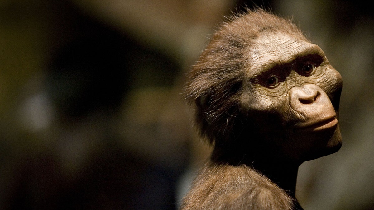 Kiparski prikaz hominida Australopithecus afarensis