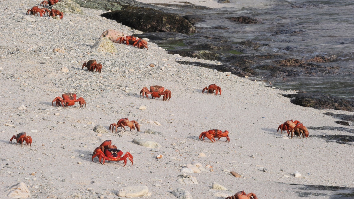 Rakovi na plaži u Nacionalnom parku Božićni otok