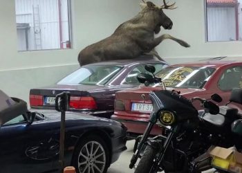 Auto Klub – Život na sjeveru: Ogromni los uletio u salon BMW-a i napravio kaos