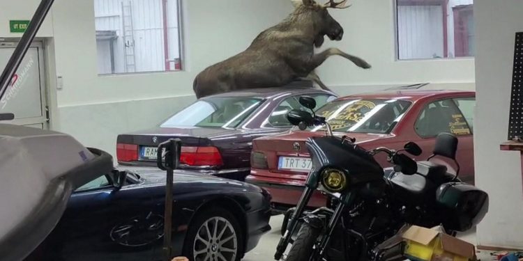 Auto Klub – Život na sjeveru: Ogromni los uletio u salon BMW-a i napravio kaos