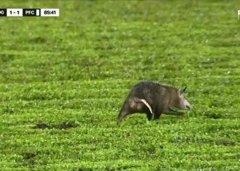 Invazija polja… od strane oposuma! Kakav smijeh na terenu