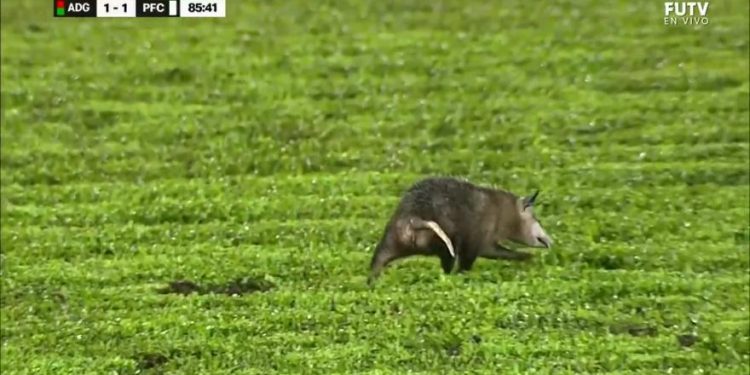 Invazija polja… od strane oposuma! Kakav smijeh na terenu