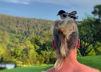 Luda pošta osramoćenog kuhara Petea Evansa dok se ptičje gnijezdo nalazi u njegovom cipalu dok hoda bez majice u Byron Bayu nakon što je proslavio Trumpovu pobjedu na američkim izborima