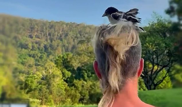 Luda pošta osramoćenog kuhara Petea Evansa dok se ptičje gnijezdo nalazi u njegovom cipalu dok hoda bez majice u Byron Bayu nakon što je proslavio Trumpovu pobjedu na američkim izborima