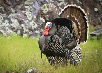 Pad cijene Bitcoina (BTC) sličan masakru na Dan zahvalnosti 2020