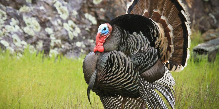 Pad cijene Bitcoina (BTC) sličan masakru na Dan zahvalnosti 2020