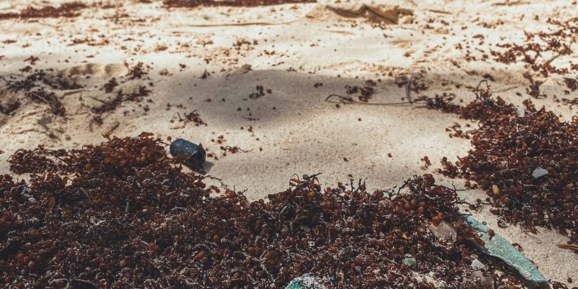 Smrdljive štetne alge uništile im turizam, sad su im našli drugu namjenu. Otkriće je to koje bi moglo koristiti svima