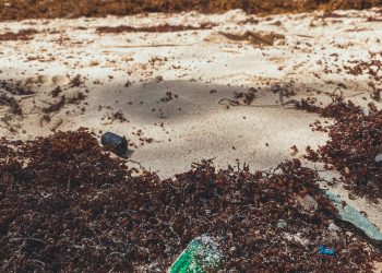 Smrdljive štetne alge uništile im turizam, sad su im našli drugu namjenu. Otkriće je to koje bi moglo koristiti svima