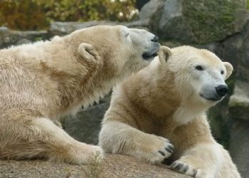 UltraShort Bitcoin ETF koji nudi 2x obrnute povrate bilježi rekordan obujam jer se BTC drži iznad 90 tisuća dolara