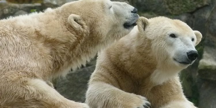 UltraShort Bitcoin ETF koji nudi 2x obrnute povrate bilježi rekordan obujam jer se BTC drži iznad 90 tisuća dolara