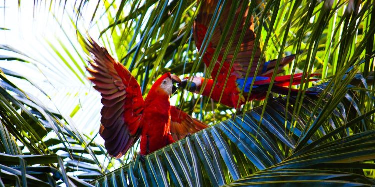 Zašto Kostarika zauzima neometani pristup regulaciji kripto