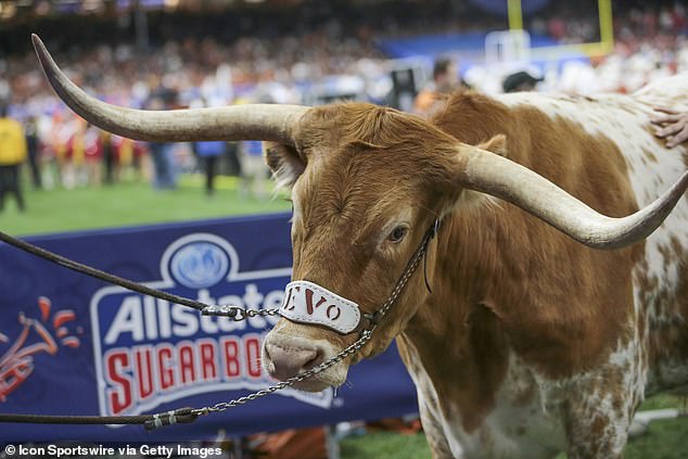 Maskota Texas Longhornsa Bevo neće doći na njihovu veliku utakmicu protiv Georgije u subotu