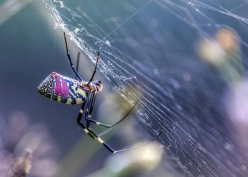 Auto Klub – Par centimetara od vaše glave: Na ovom mjestu se najčešće skrivaju pauci u automobilu