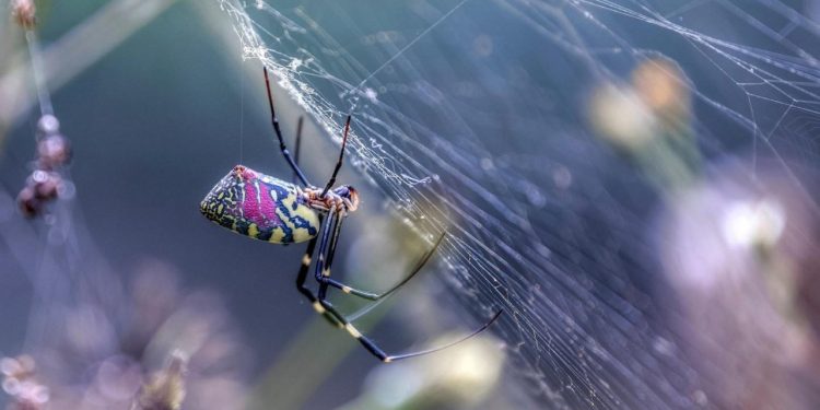 Auto Klub – Par centimetara od vaše glave: Na ovom mjestu se najčešće skrivaju pauci u automobilu