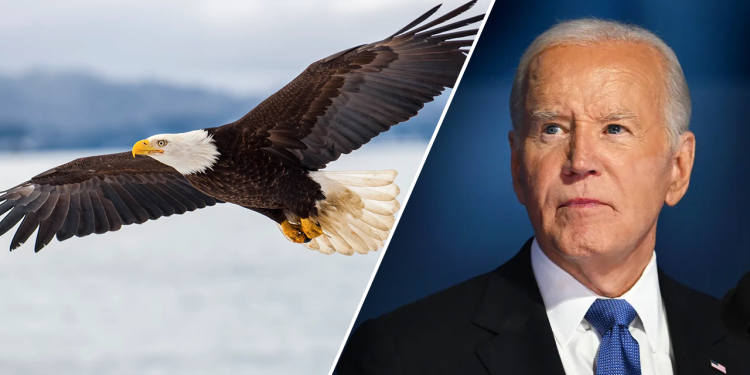 Biden potpisuje zakon kojim se orao krstaš proglašava nacionalnom pticom