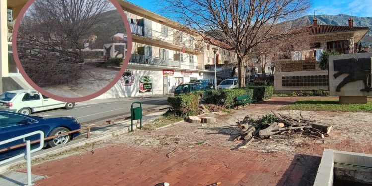 Bura je u četvrtak “nosila” i stabla u Žrnovnici. Danas se počelo sa saniranjem štete