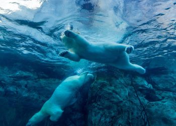 Cijena Bitcoina (BTC) pala 5% na 95 tisuća USD; Cijena etera (ETH) pala za 10%.