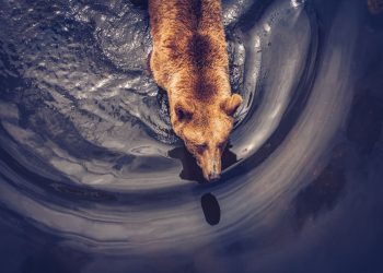 Cijena bitcoina (BTC) pala je na 92 ​​000 dolara dok dugoročni vlasnici nastavljaju bilježiti profit