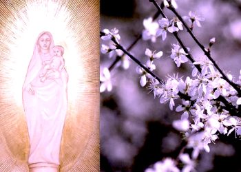 Gospa spasila trudnicu od silovanja: Na tom mjestu 700 godina cvijeta grm usred zime