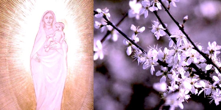 Gospa spasila trudnicu od silovanja: Na tom mjestu 700 godina cvijeta grm usred zime