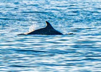 Jedinstven prizor na splitskoj plaži. Hrabrim kupačima pridružili su se