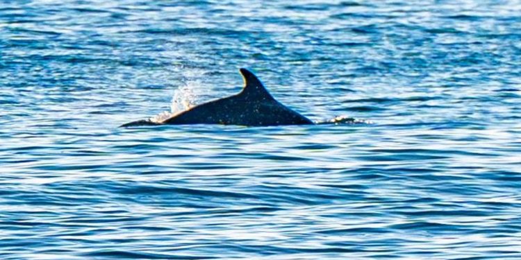 Jedinstven prizor na splitskoj plaži. Hrabrim kupačima pridružili su se