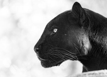 Kripto nije stalo do novčanog toka. To će se uskoro promijeniti, kaže Cosmo Jiang iz Pantera Capitala