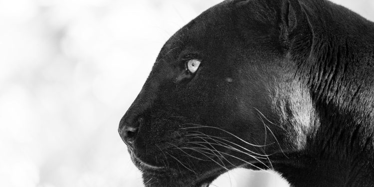 Kripto nije stalo do novčanog toka. To će se uskoro promijeniti, kaže Cosmo Jiang iz Pantera Capitala