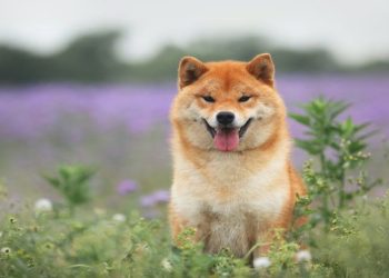 Memecoini nisu lak novac