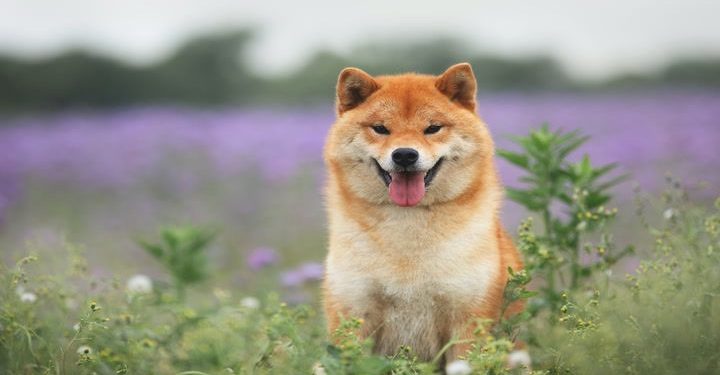 Memecoini nisu lak novac