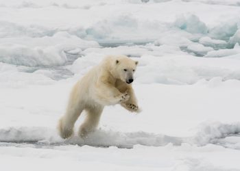 Muž skače na polarnog medvjeda koji je nasrnuo na ženu u iznenadnom napadu: policija